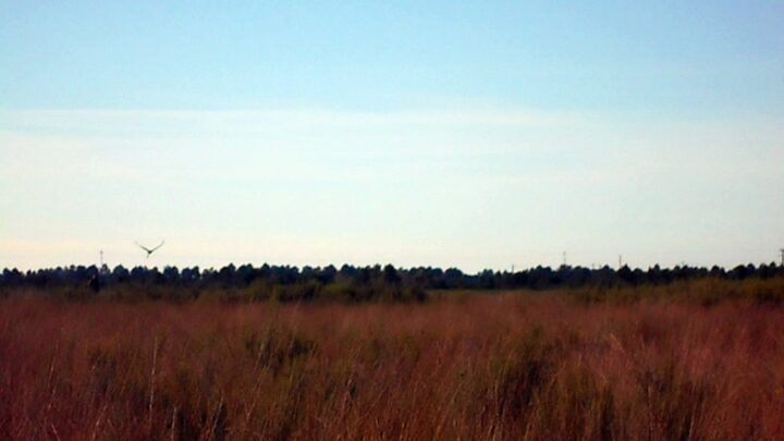, drone; Aigles contre drones