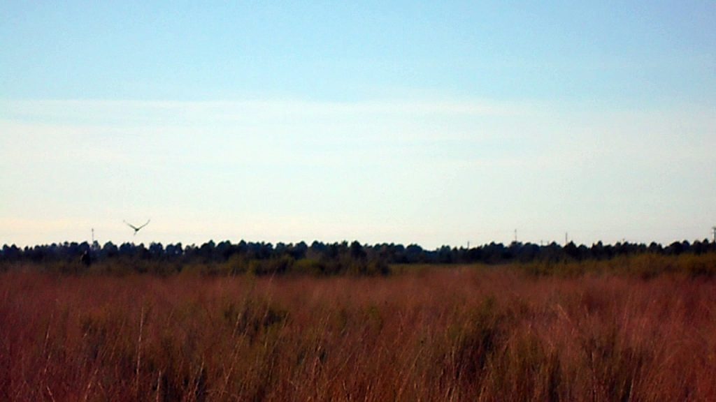 Aigles contre drones